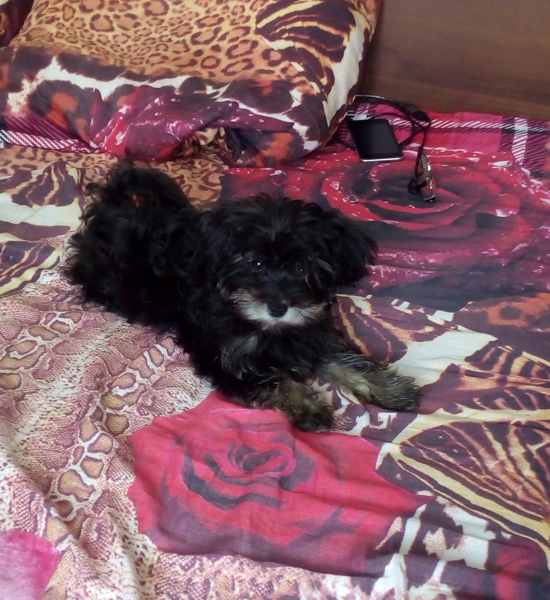 Мальтезе и ши тцу