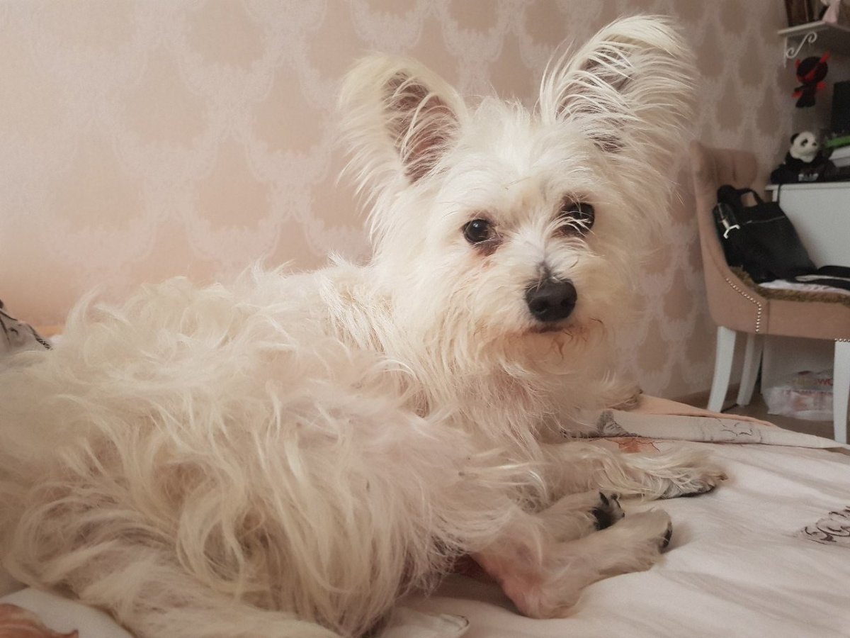 Метис Лхаса Апсо