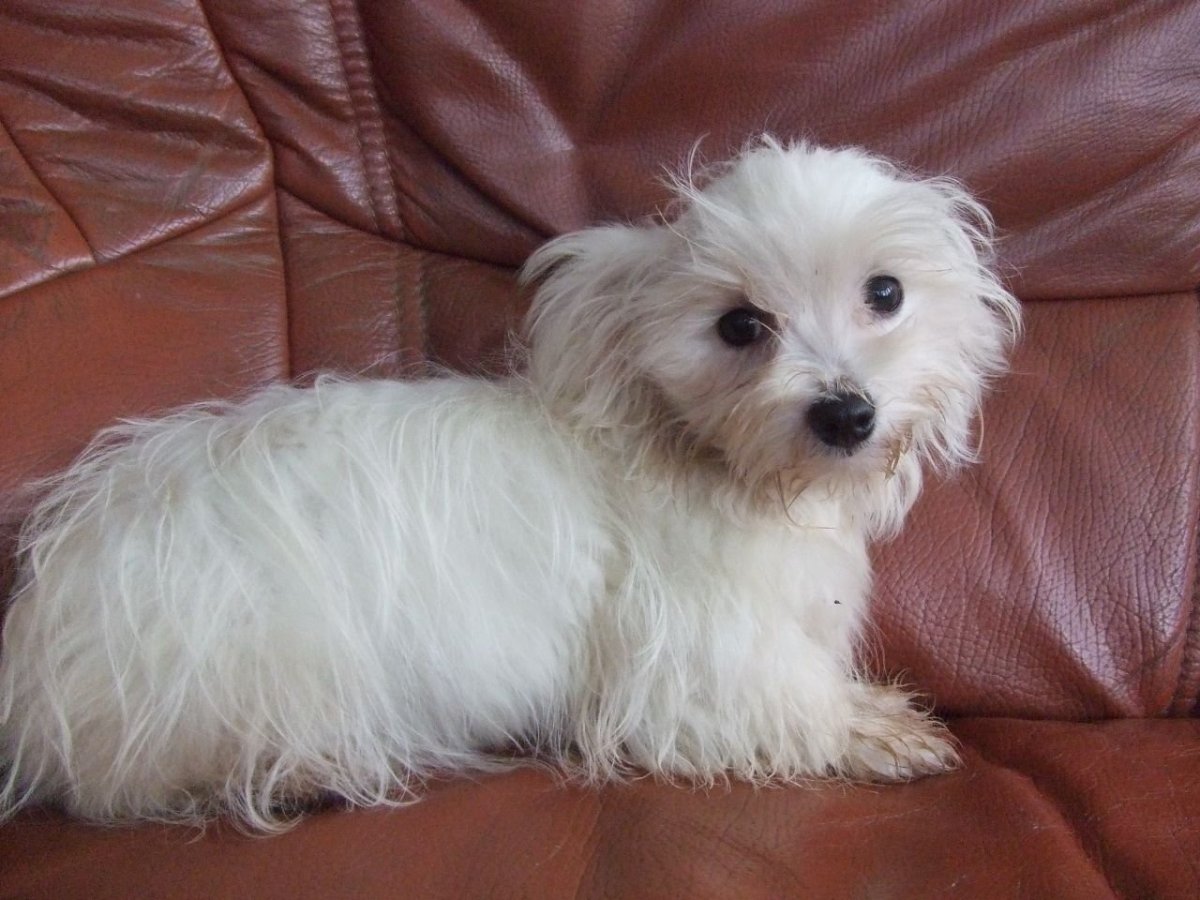 Метиз мельтизкая балонка и той терьер