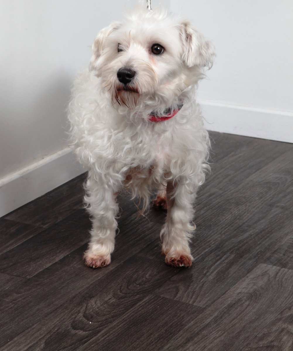 Гаванский Бишон коричневый