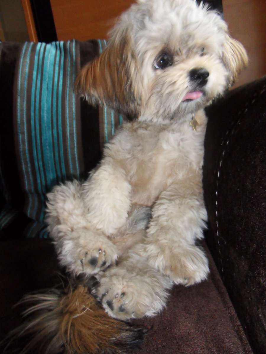 Мальтипу это смесь