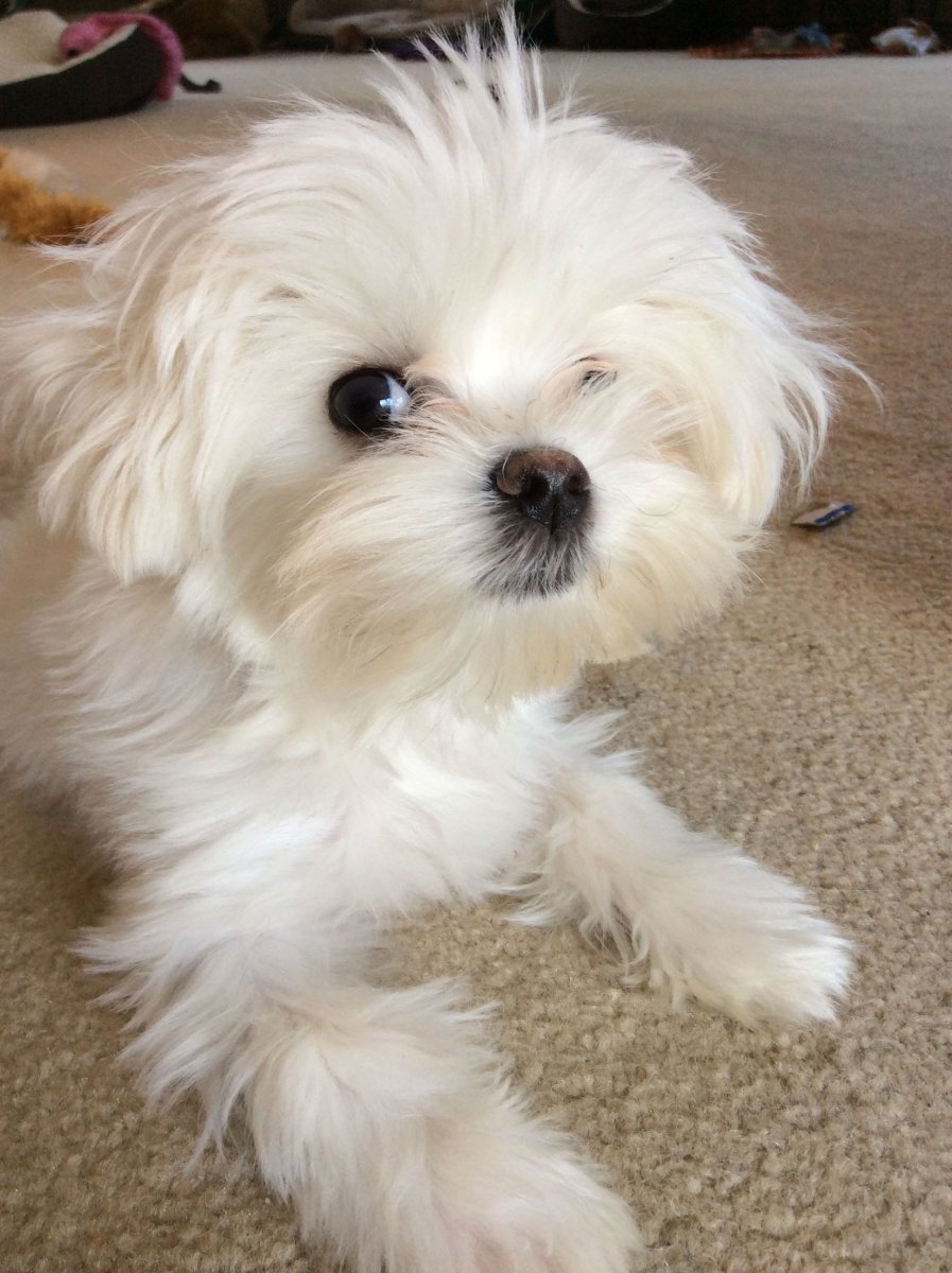 Метис мальтийской Болонки