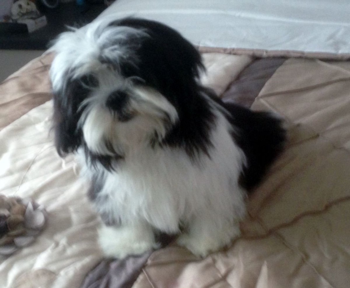 Болонка ши тцу