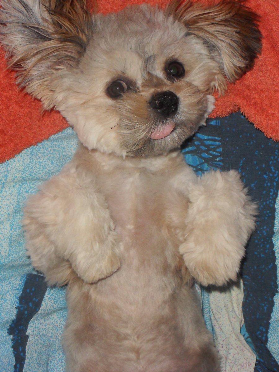 Метис мальтийской Болонки