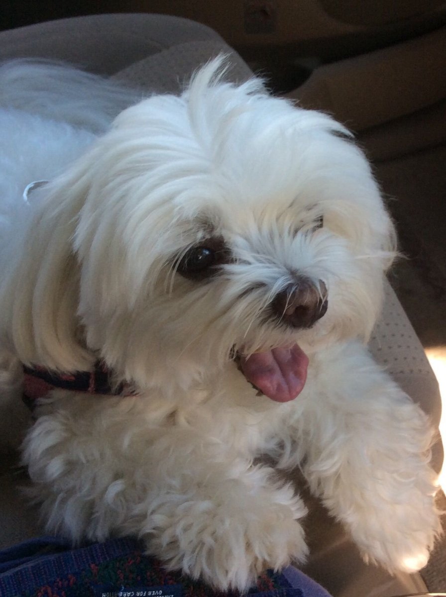 Метис ши тцу и шпица