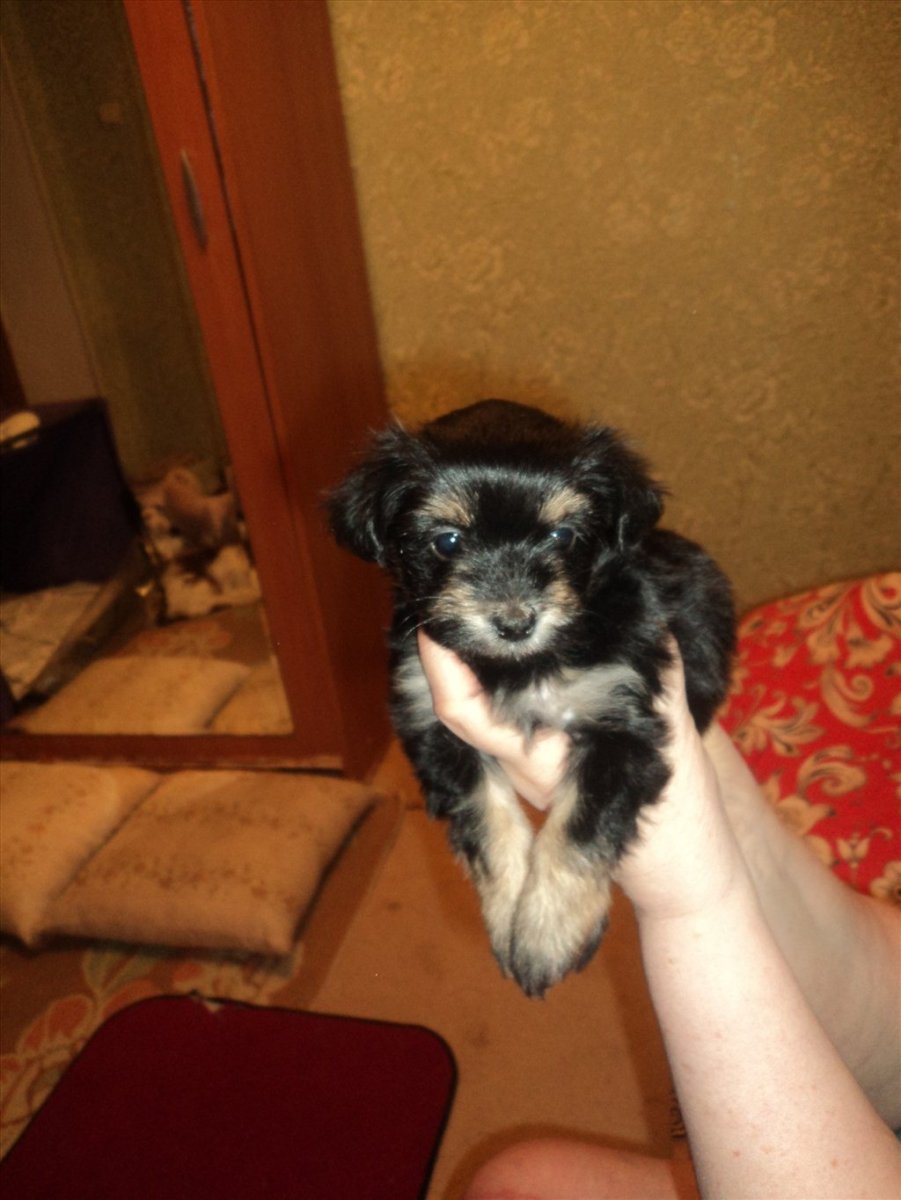 Болонка ши тцу