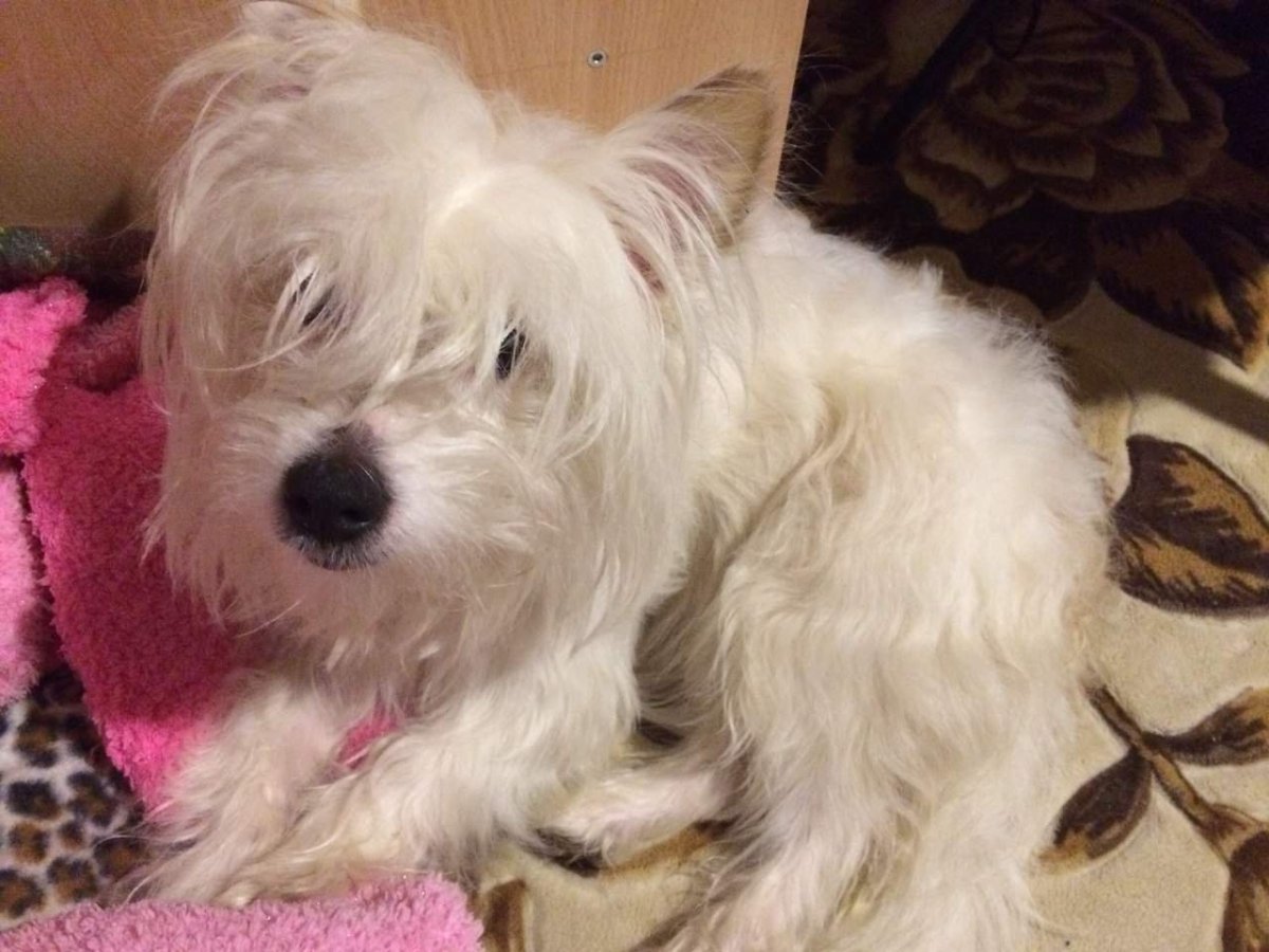 Мальтийская болонка и пудель