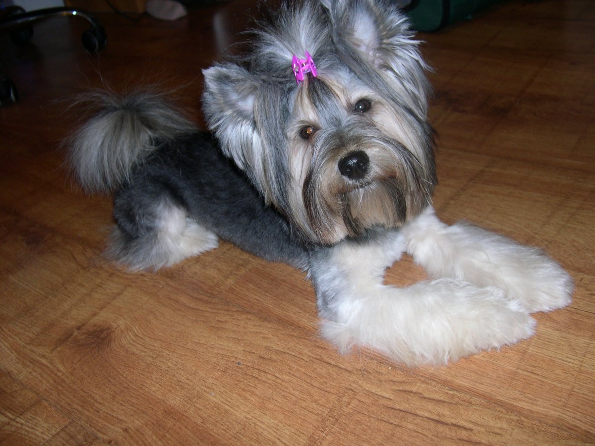 Маленькая собака смесь Болонки