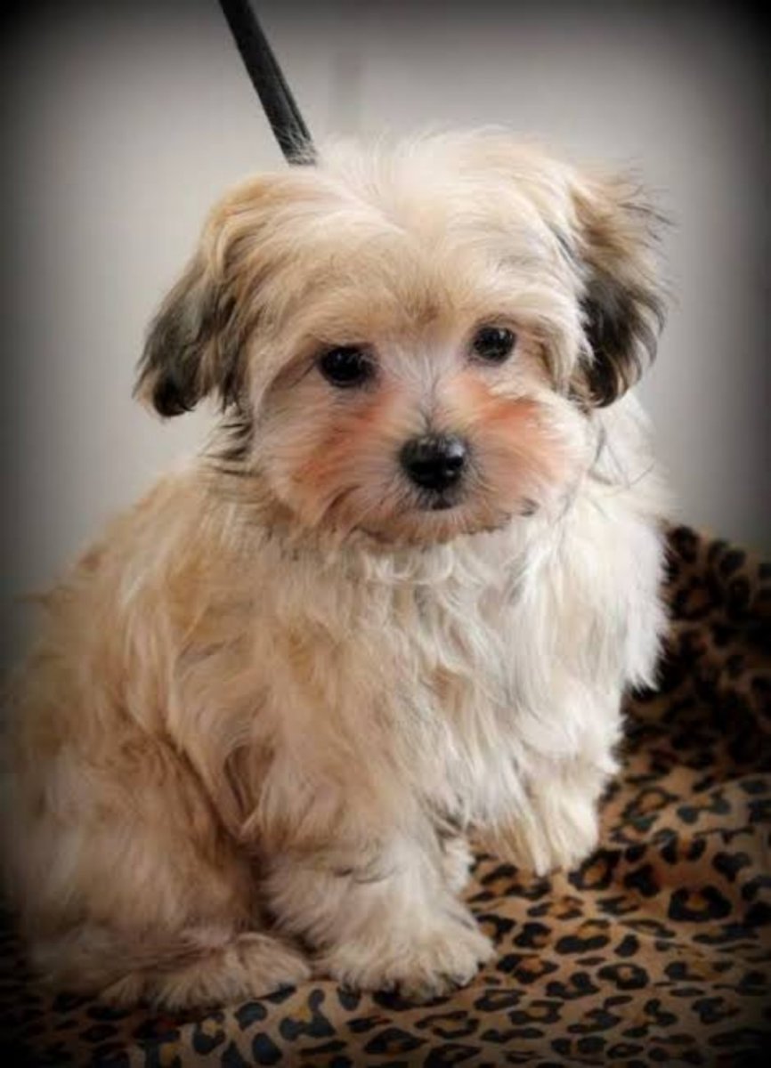 Потеряшка СПБ доска объявлений собаки