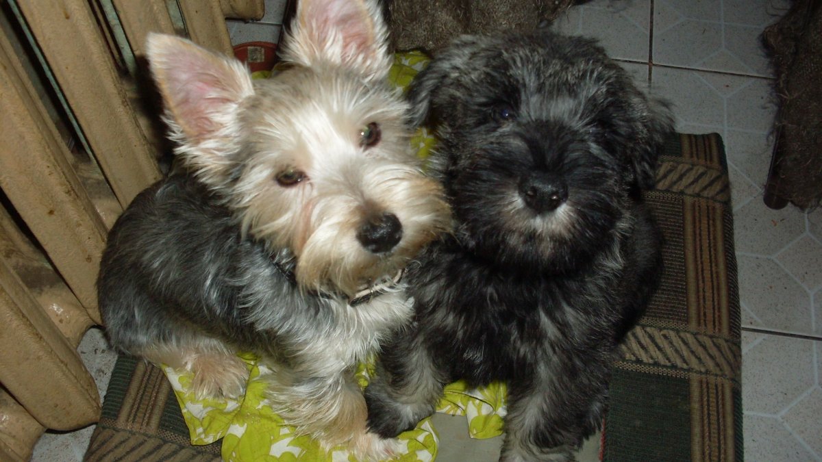 Метис Йорк болонка черный