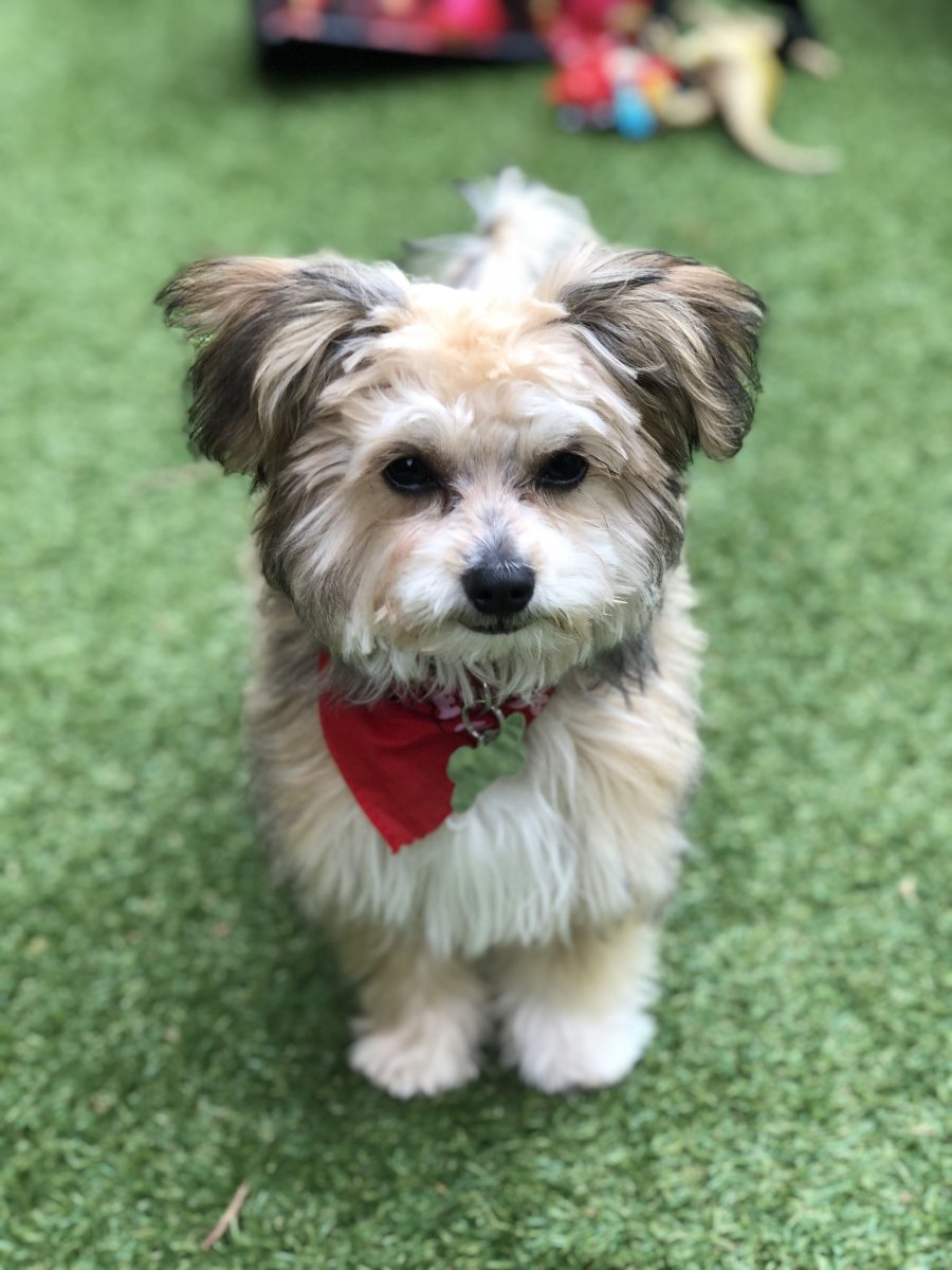 Помесь мальтийской Болонки и дворняжки