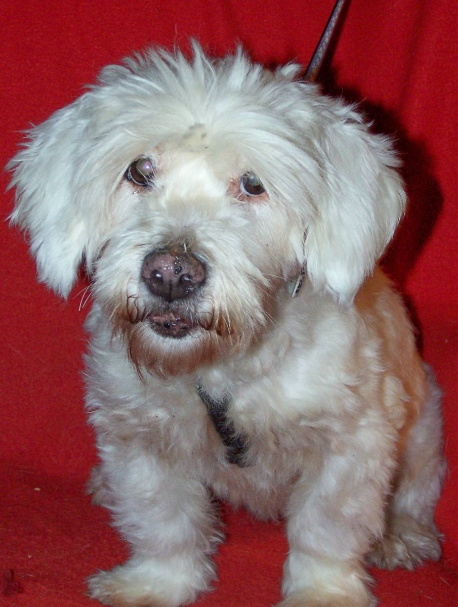 Болонка и Йорк смесь