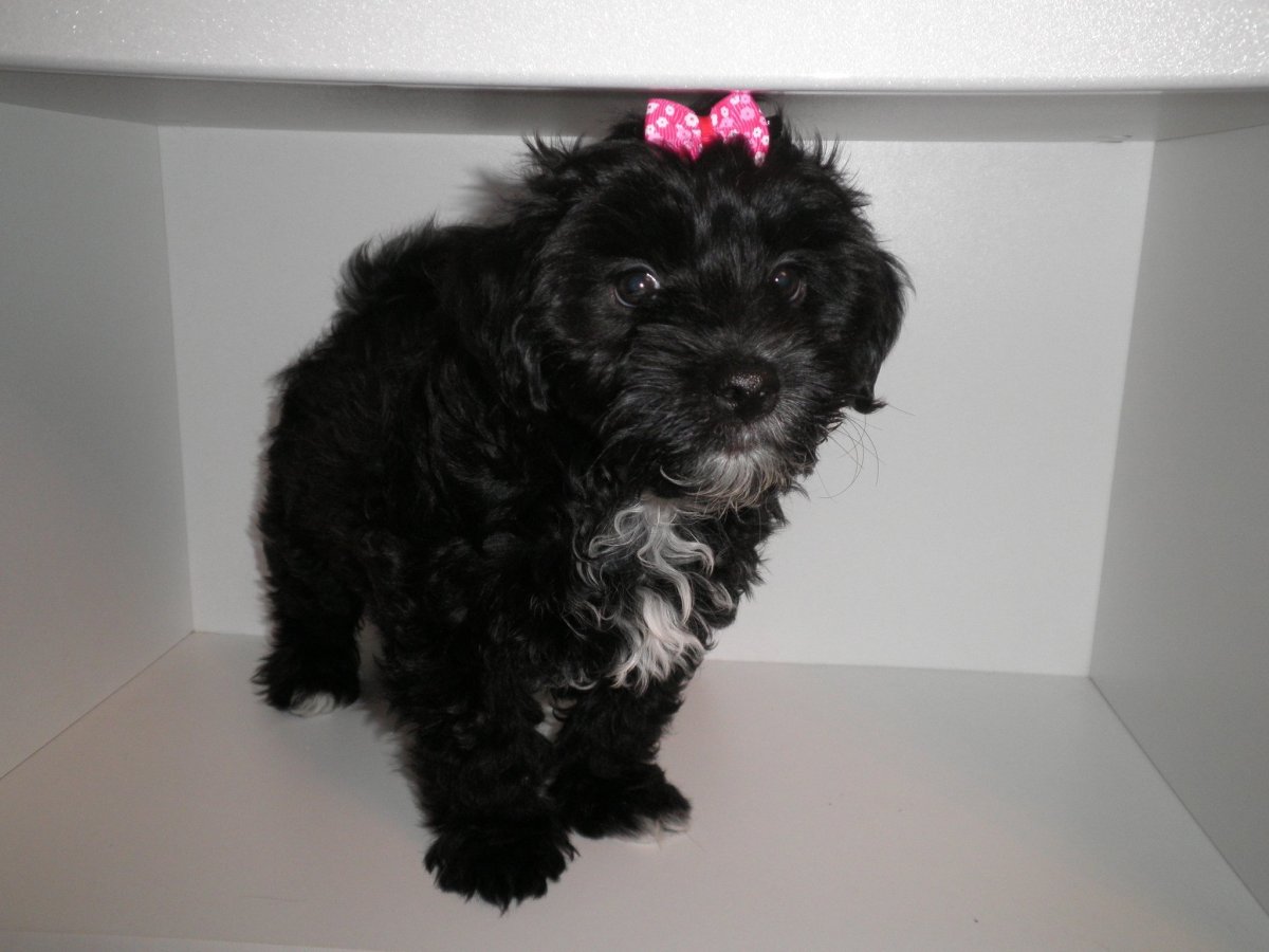 Йорк Бишон терьер