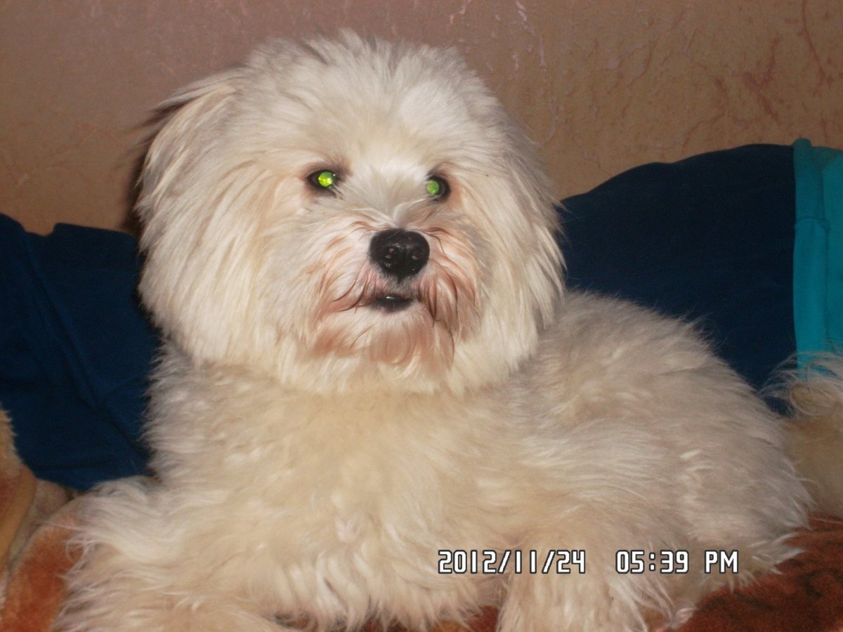 Русская болонка метис