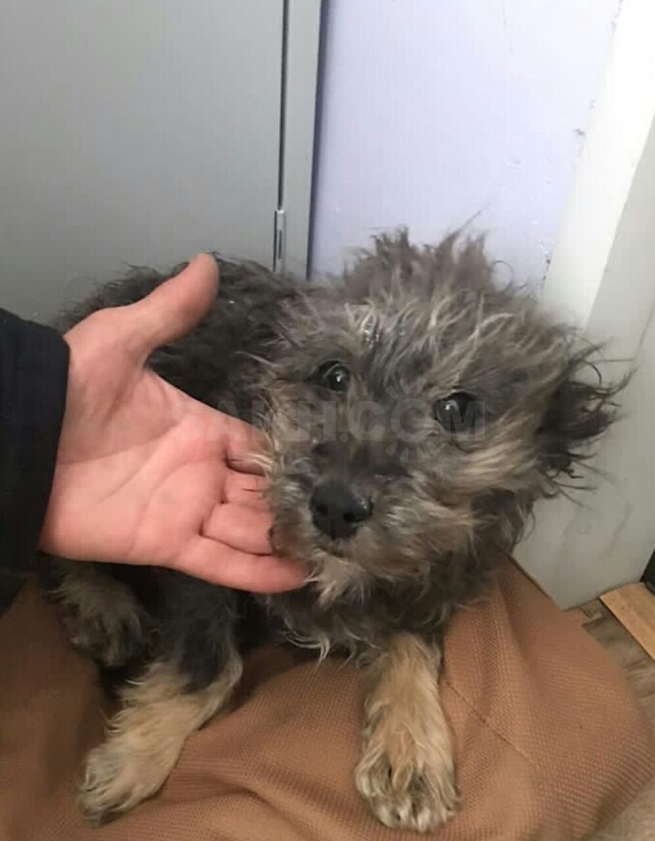 Помесь Йорка и Болонки