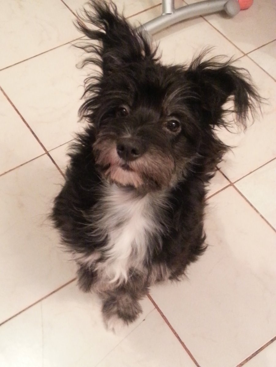 Беспородная болонка