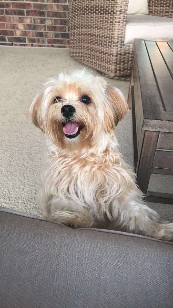 Йорк болонка