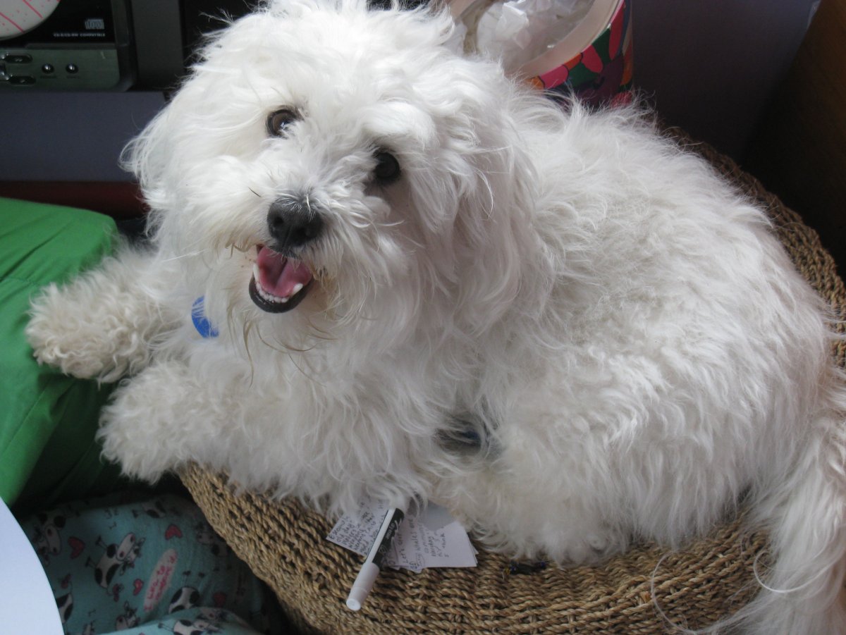 Мальтийская болонка терьер