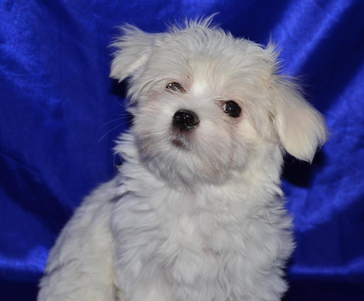 Помесь Йорка и мальтийской Болонки