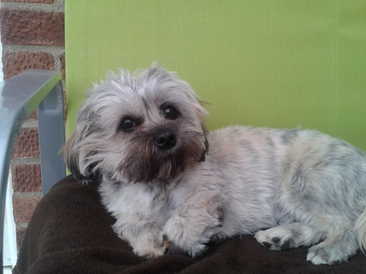 Йорк и мальтезе