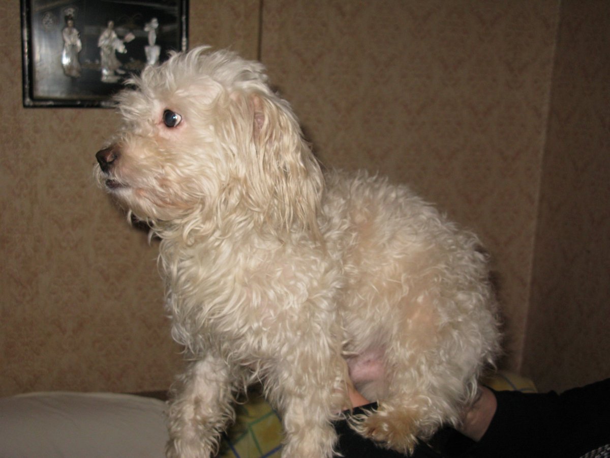 Смесь пуделя и мальтийской Болонки