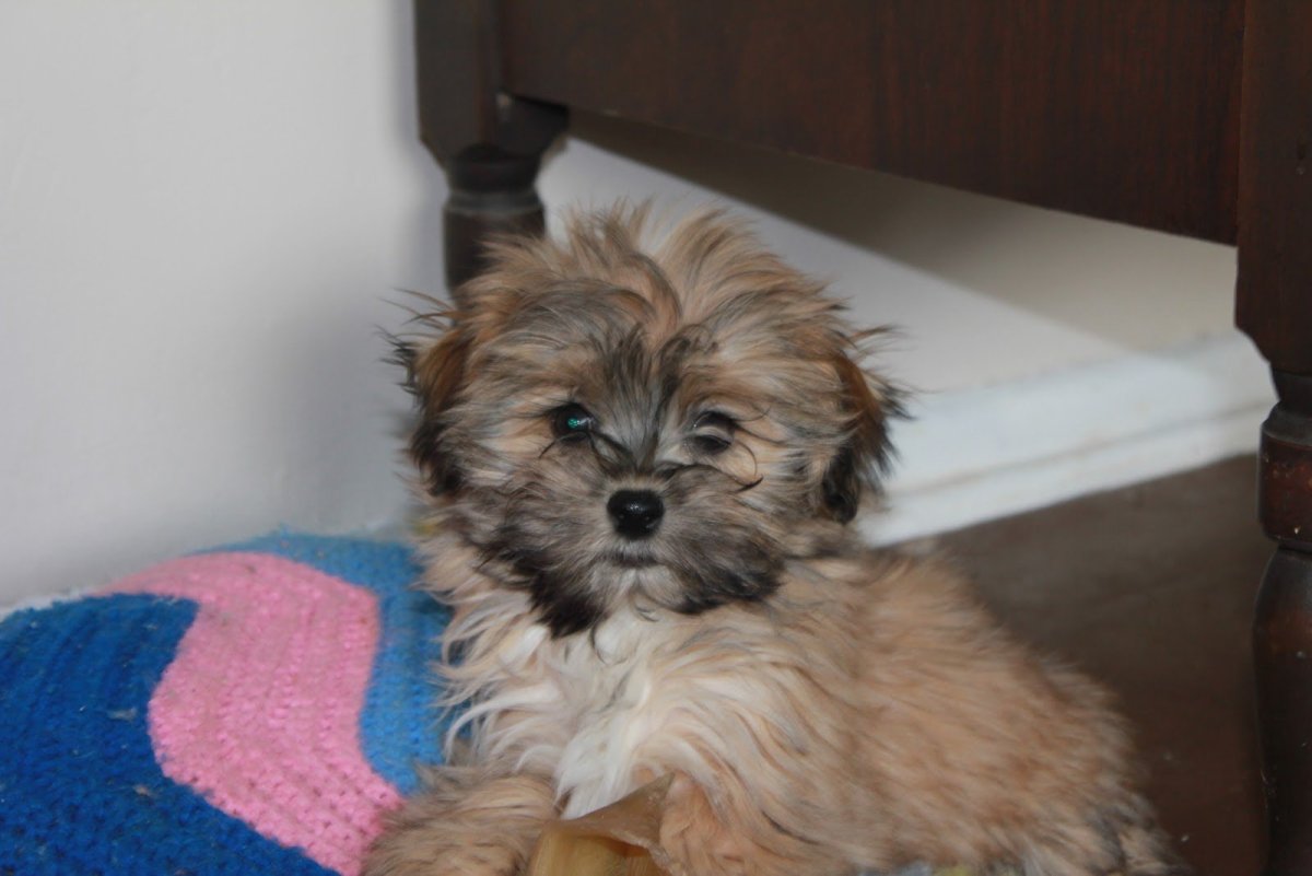 Помесь Йорка и мальтийской Болонки