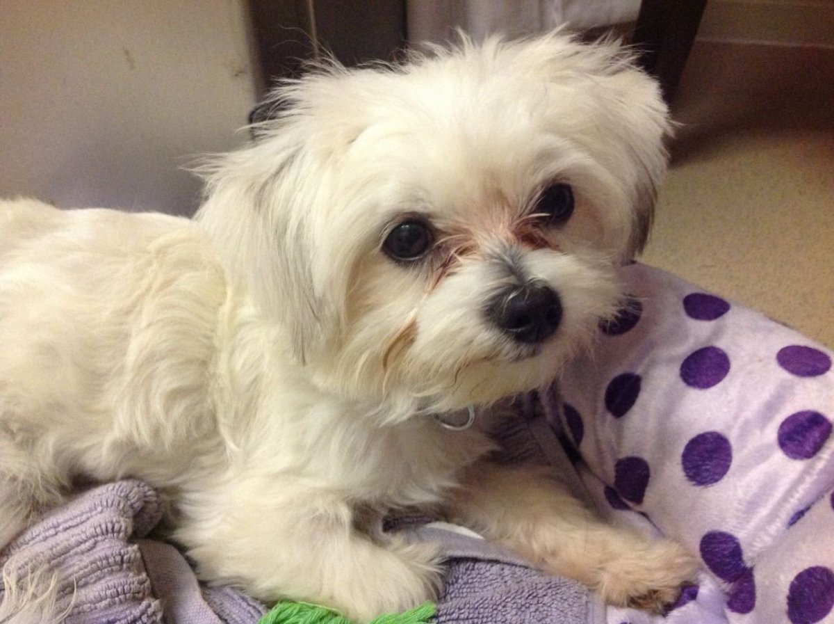 Мальтийская болонка метис терьер