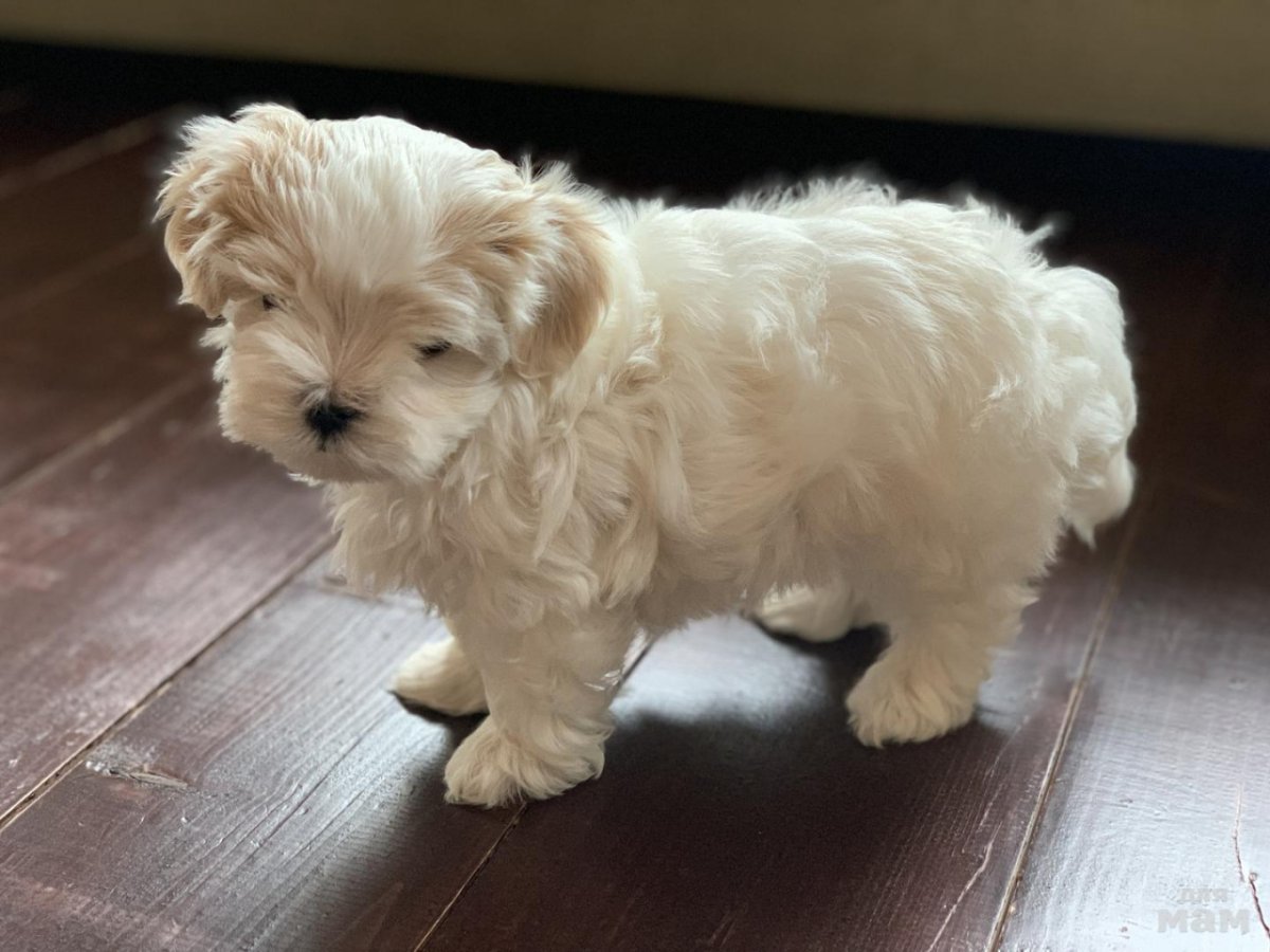 Метизная болонка