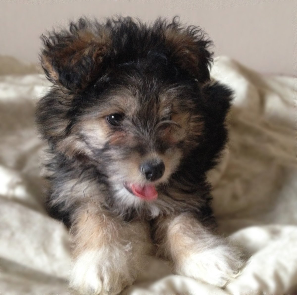 Собака болонка