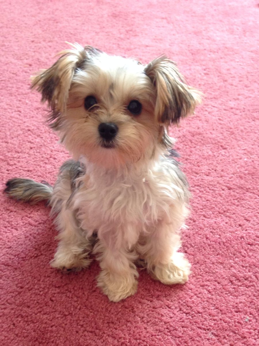 Йоркширский терьер с болонкой