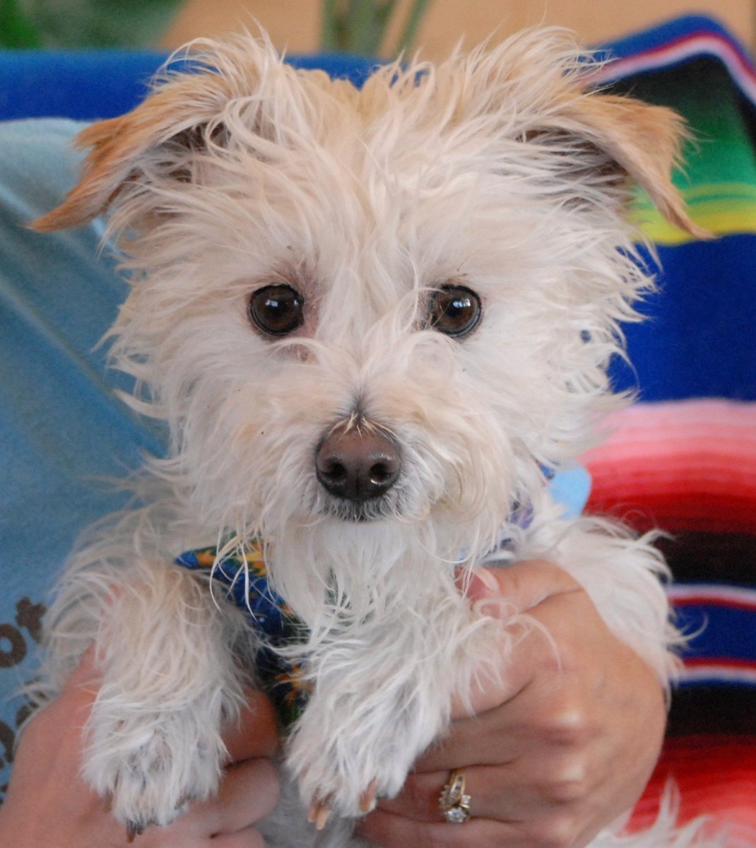 Груминг Стайлинг