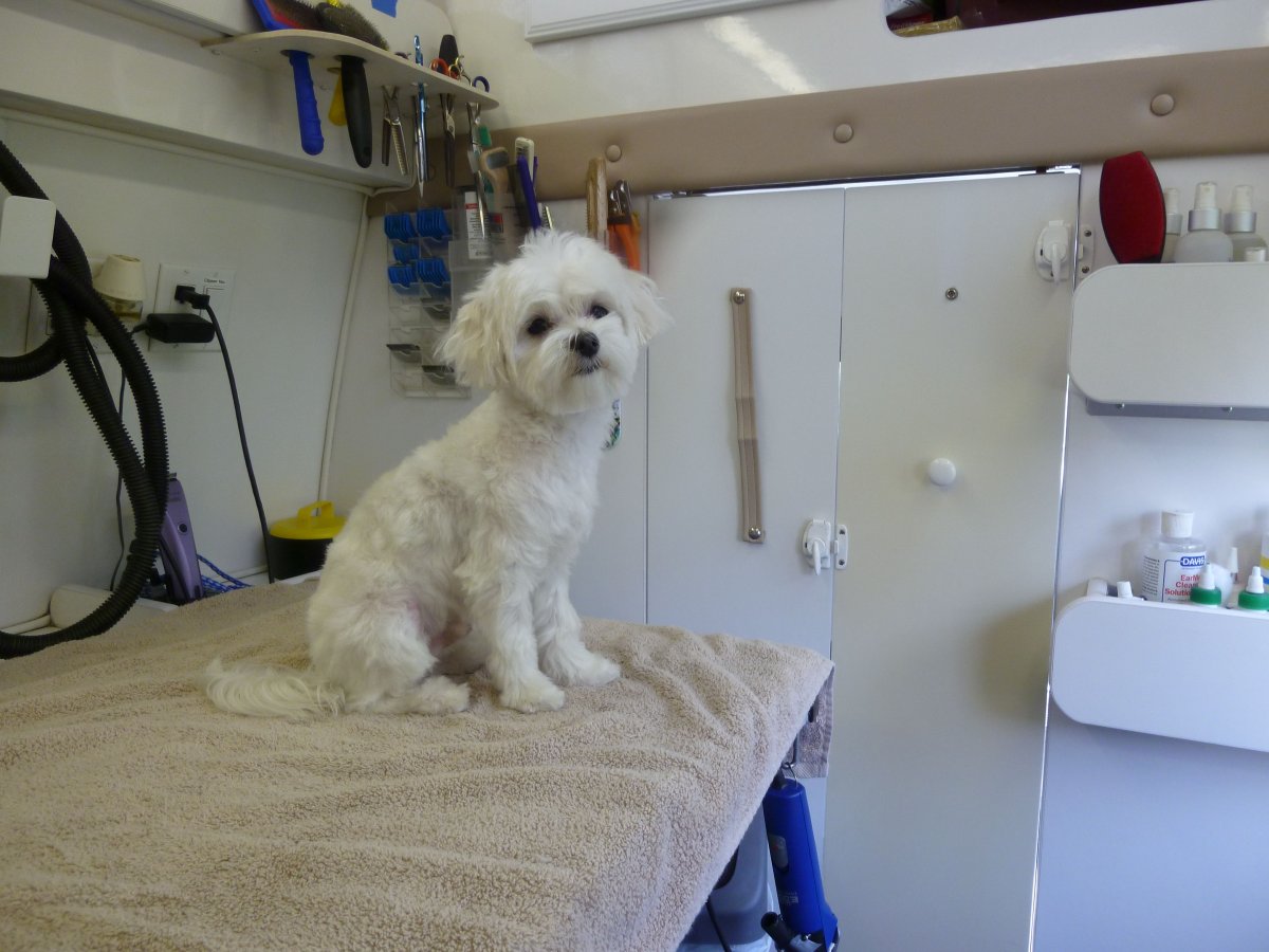 Метис ши тцу и Йорка