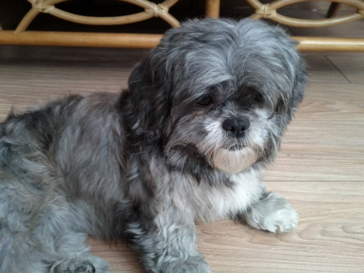 Метис пуделя и Болонки