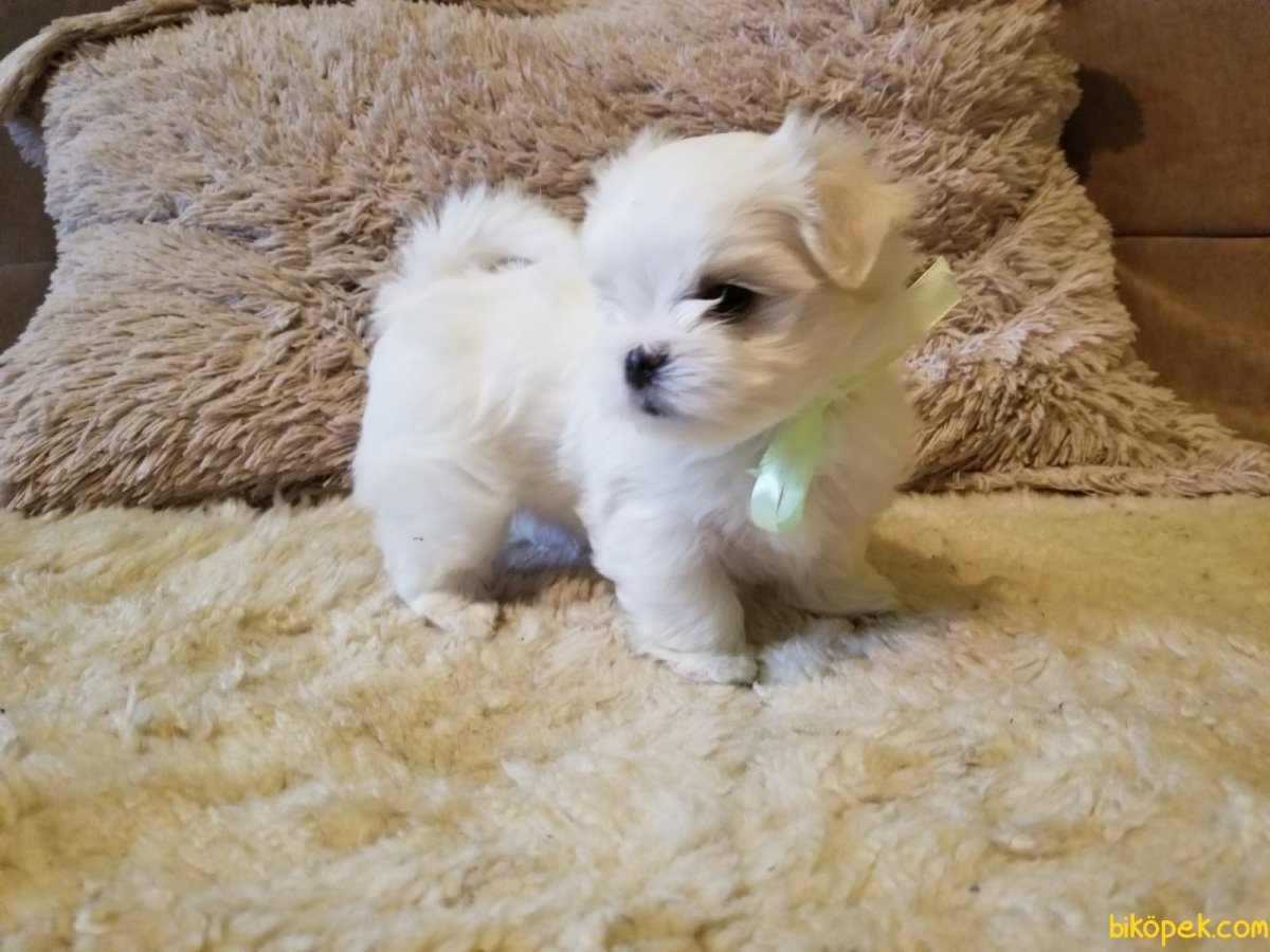 Бивер Йорк метис