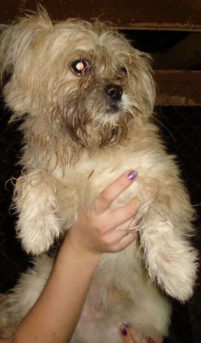 Мальтийская ши-тцу