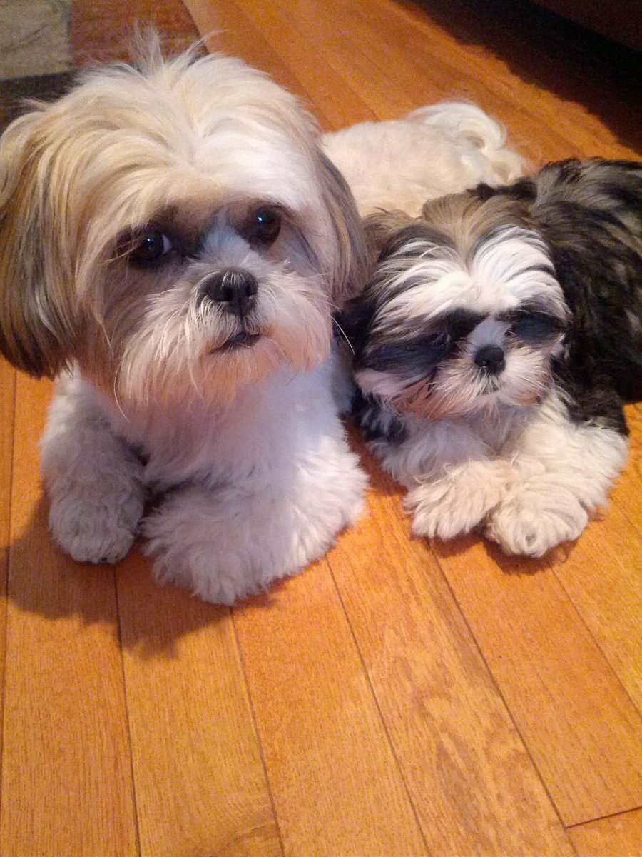 Болонка и Йорк смесь