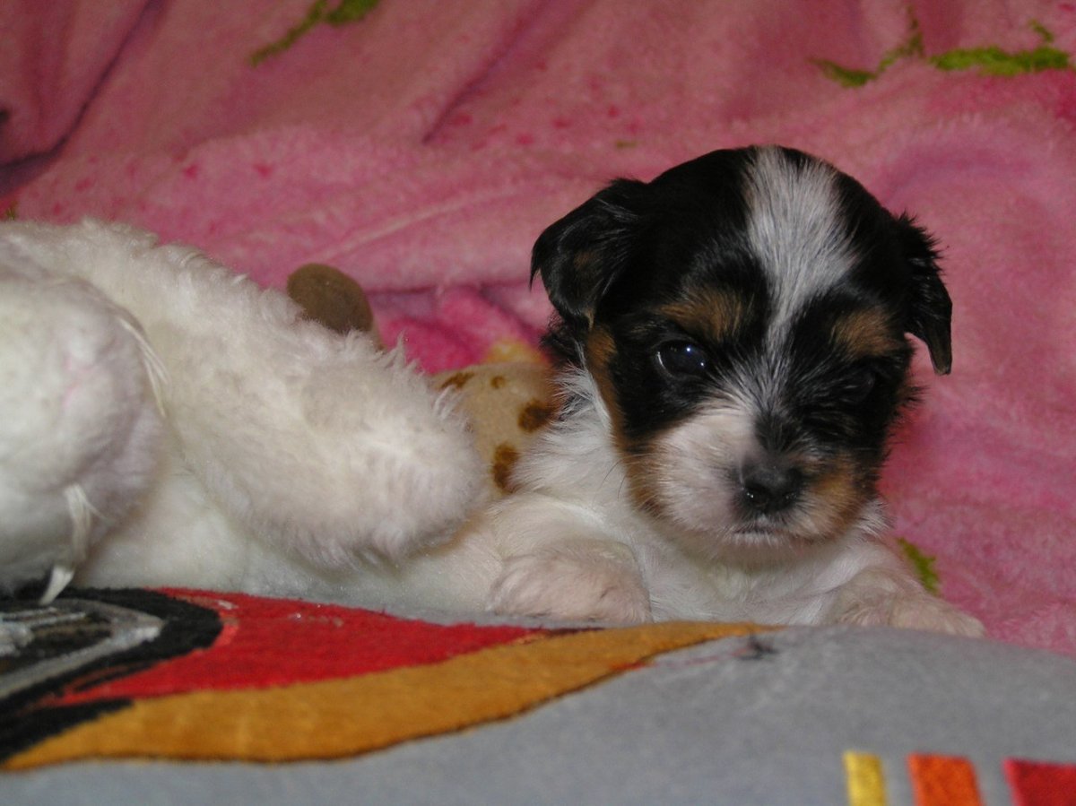 Метис шпица и Болонки