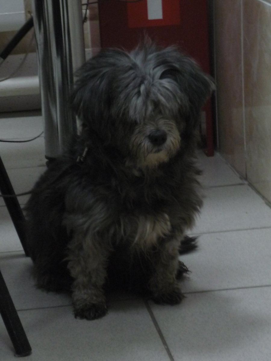 Метис мальтийской Болонки