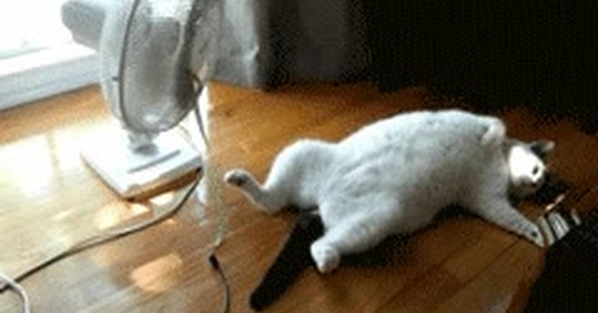 Кот и вентилятор