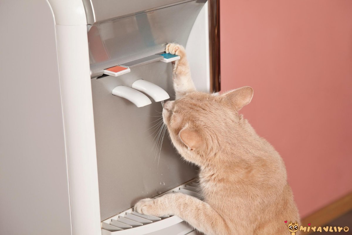 Кошка под вентилятором