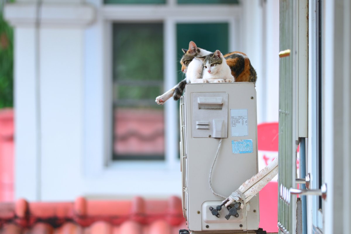 Кондиционер для кошек