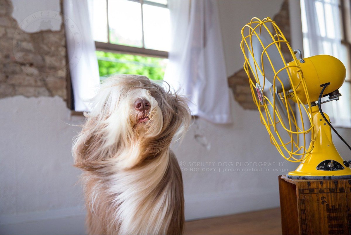 Собака и вентилятор