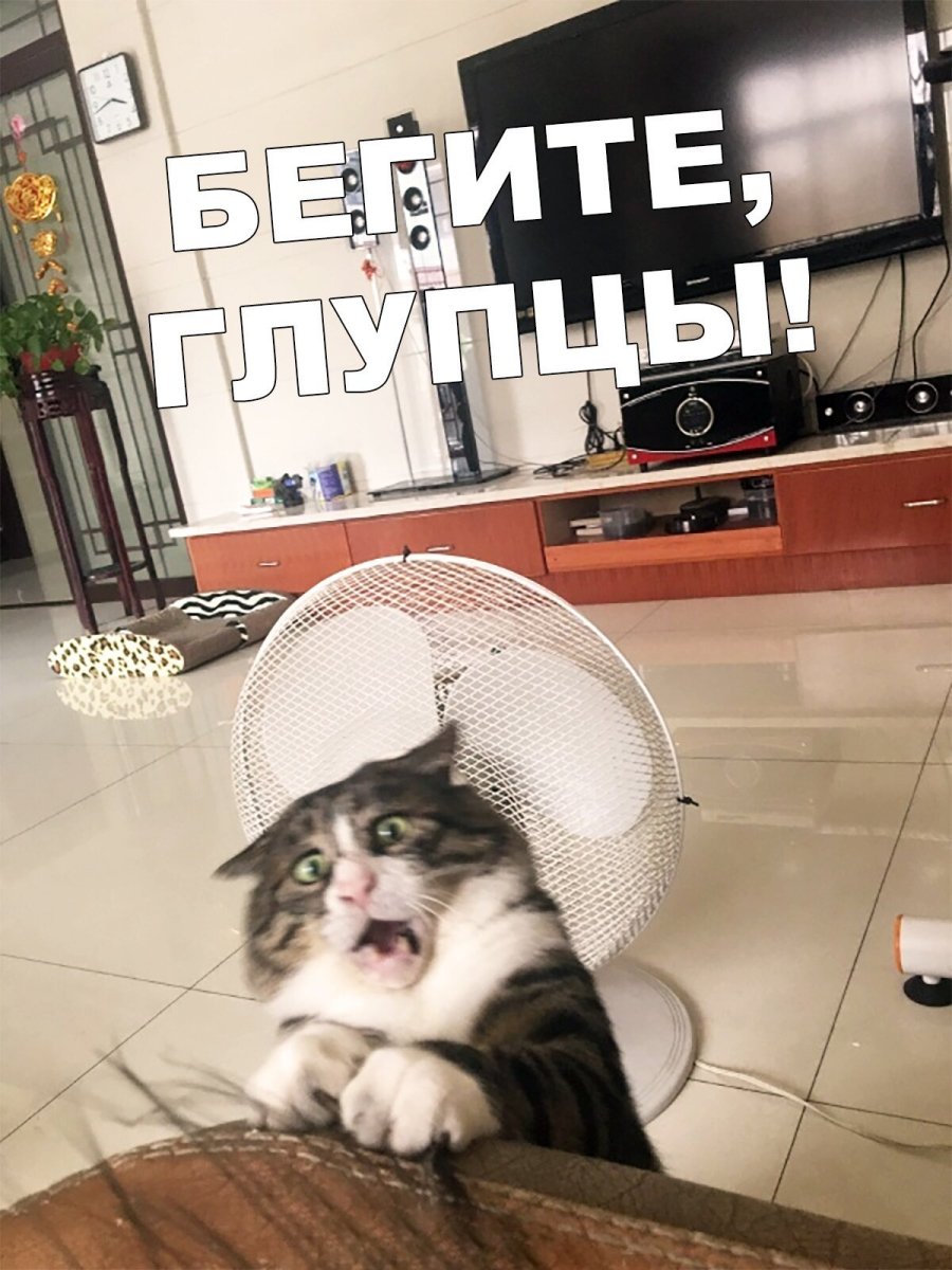 Кот под вентилятором