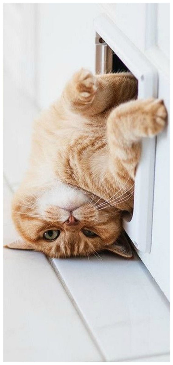 Пятничный котик