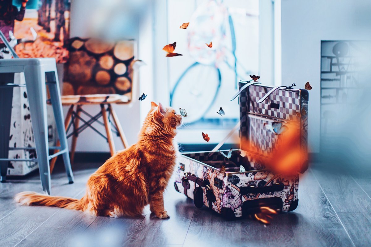 Кот котлета Кристина Макеева