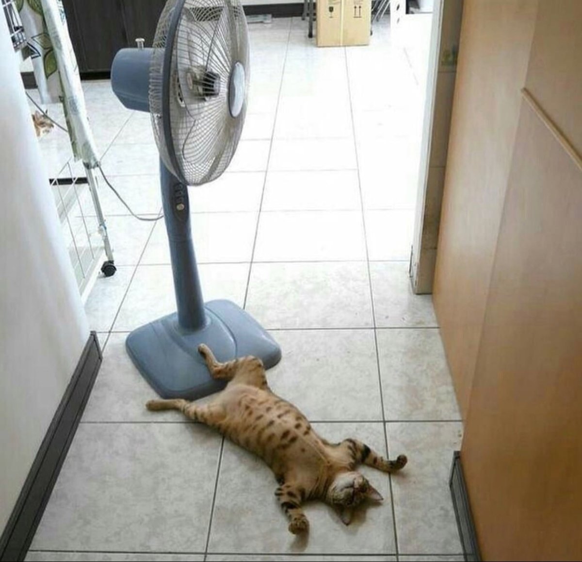 Кошке жарко