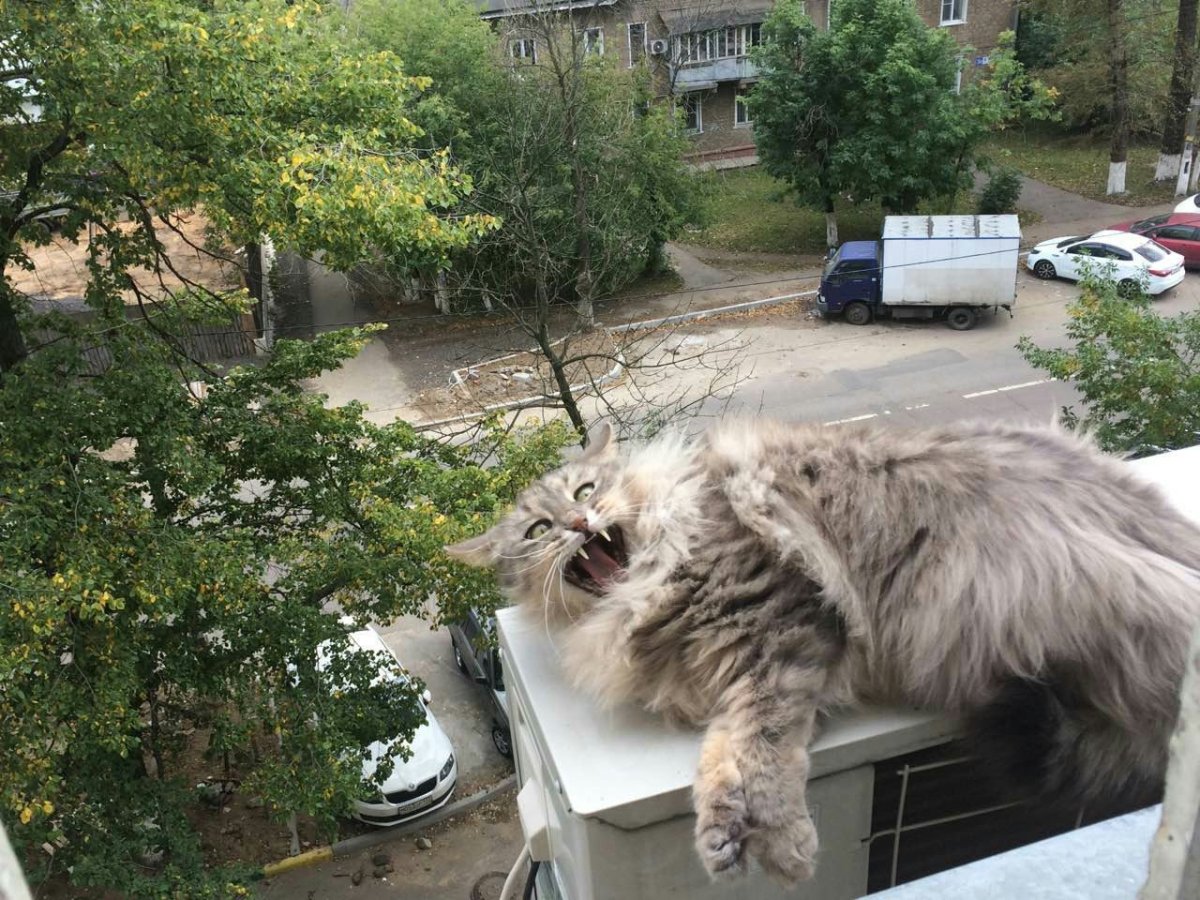 Кот под кондиционером