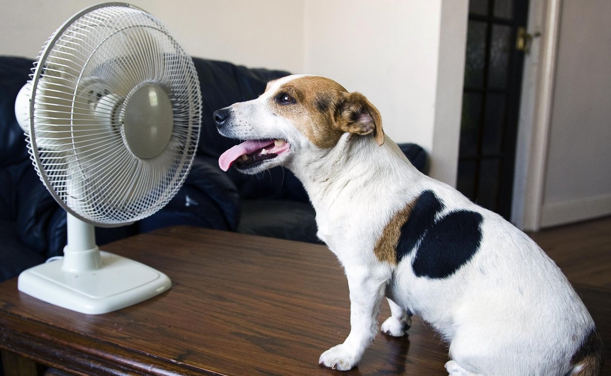 Животные в жару