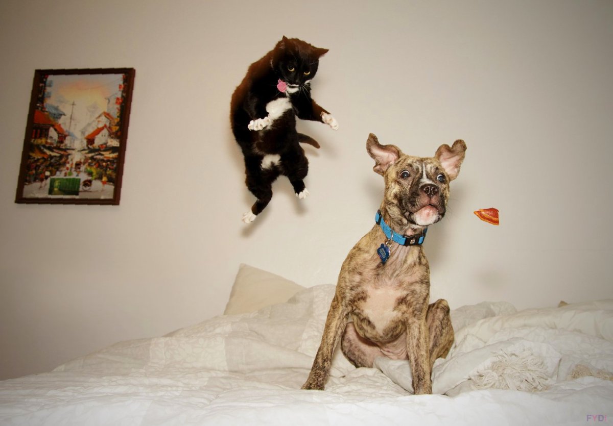 Смешные кошки и собаки