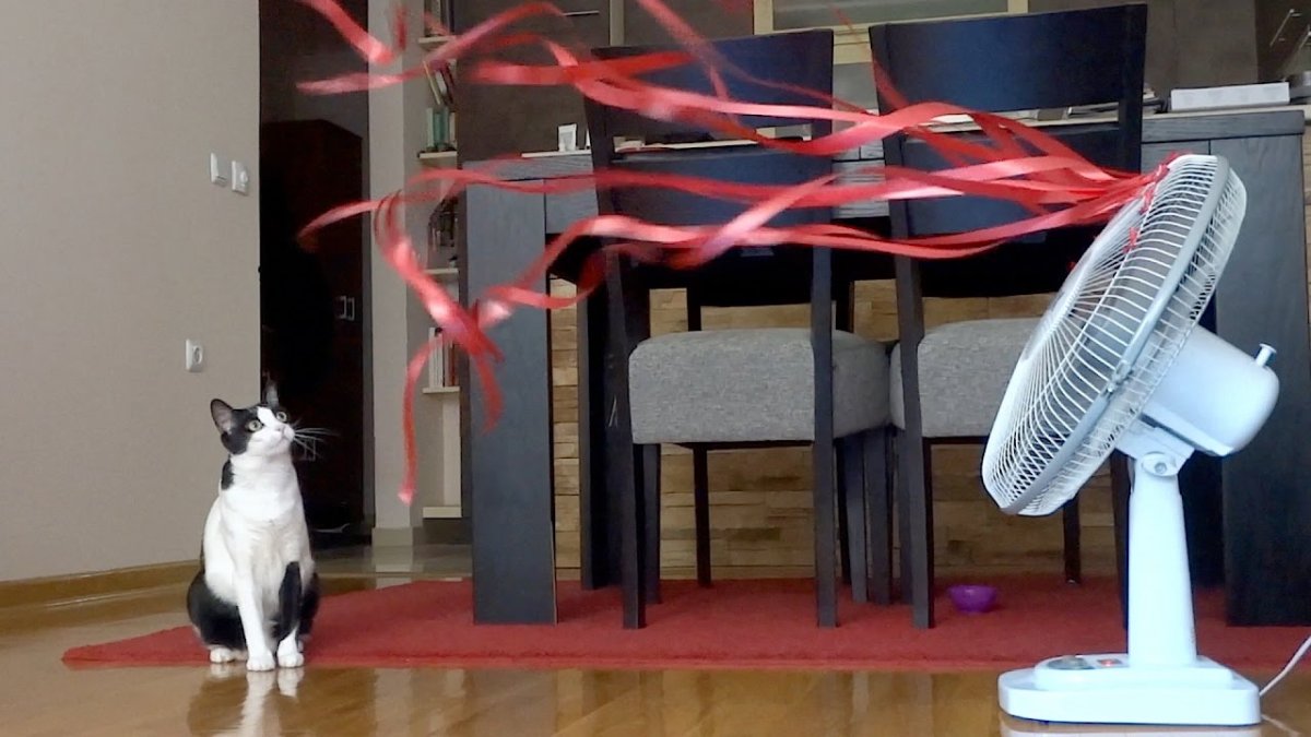 Кот и вентилятор
